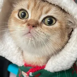 kinkikiwi