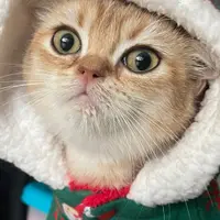 kinkikiwi