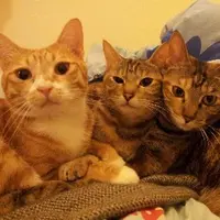 mimilovemeow