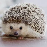 唯壹