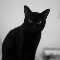 真小姐