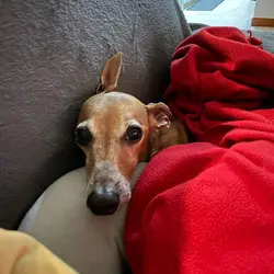 kanka