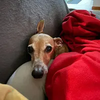 kanka