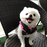iambubble