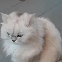 meowcat88