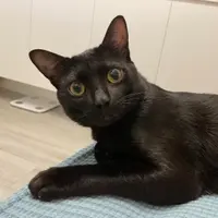tsuisongsong