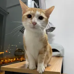 隕雨