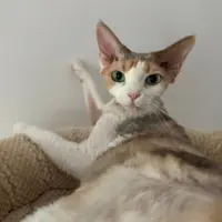 KaHeii.