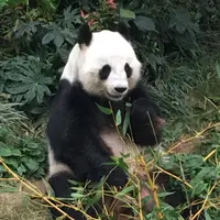 sabhk