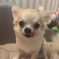 chingchinglove