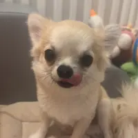 chingchinglove