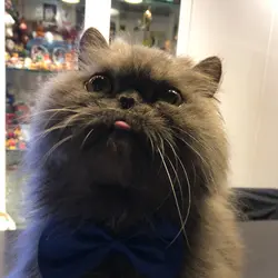 tobyyee1126
