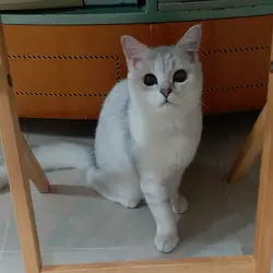 LauElaine