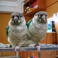 KateWingLeung