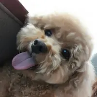 吃貨女王