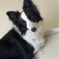 SophiaaaWang