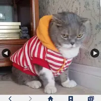 DoodleCat