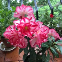 cecilia ma ma