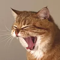 PongChow1030
