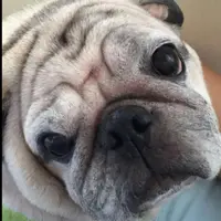 bobo32