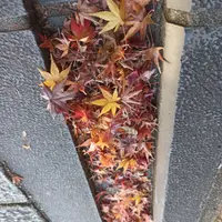 白十二