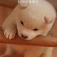 KaManLeung6223