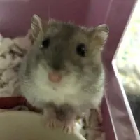 YumKa