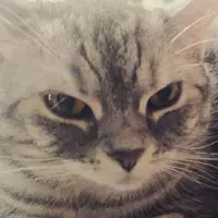 羅逸軒