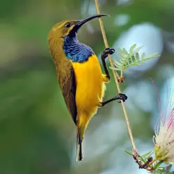 sunbird_travel