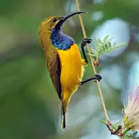 sunbird_travel