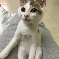 ellyyung