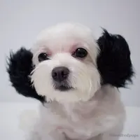MoMo_Chan88