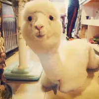 瑩之光