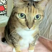 CatcatCat4293