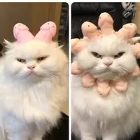 BigJackyWong