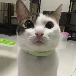 Popo Lam Popo