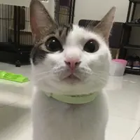 Popo Lam Popo