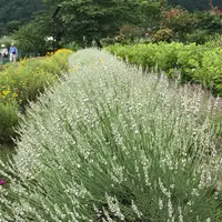 Sukycoy