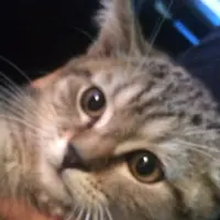 catloveeat_cc