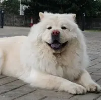 愚王
