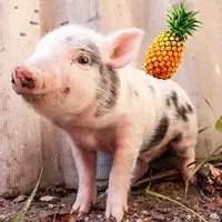 pineapplepig