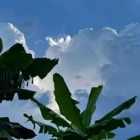 LisaTsoi1055