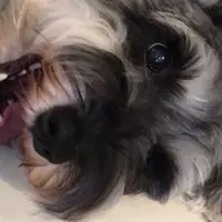 kamkamleelee