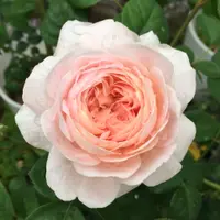 yukoka