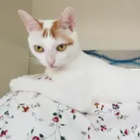 fahbie