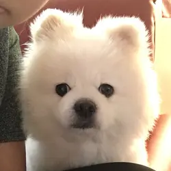 Chansiubooo