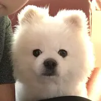 Chansiubooo