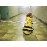 眼闊肚窄小鳥胃