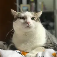 Gisellepie
