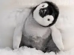 penguineateateat
